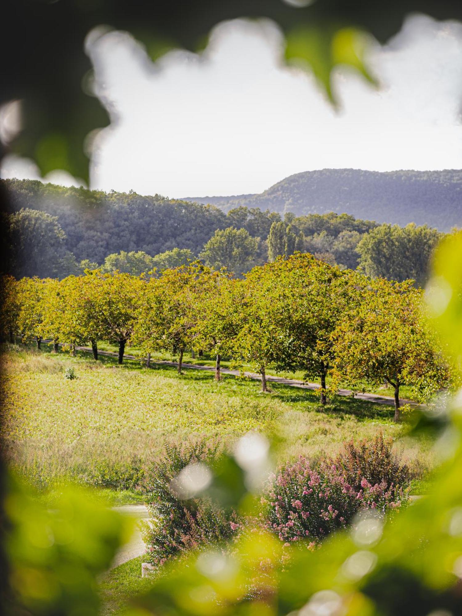Chateau La Gineste - Castle And Vineyard Duravel Bagian luar foto